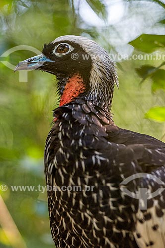  Detail of black-fronted piping guan (Pipile jacutinga) - Aves Park (Birds Park)  - Foz do Iguacu city - Parana state (PR) - Brazil