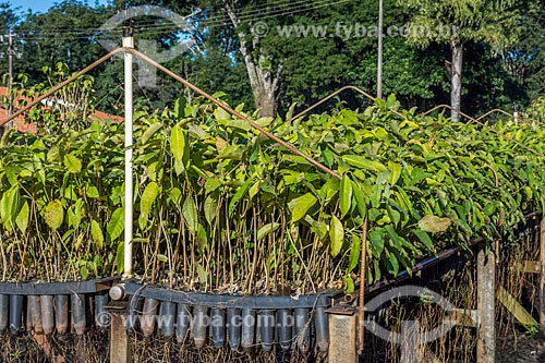  Seedlings in nursery seed of the Bela Vista Biological Sanctuary  - Foz do Iguacu city - Parana state (PR) - Brazil