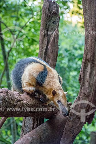  Southern tamandua (Tamandua tetradactyla) - Bela Vista Biological Sanctuary  - Foz do Iguacu city - Parana state (PR) - Brazil