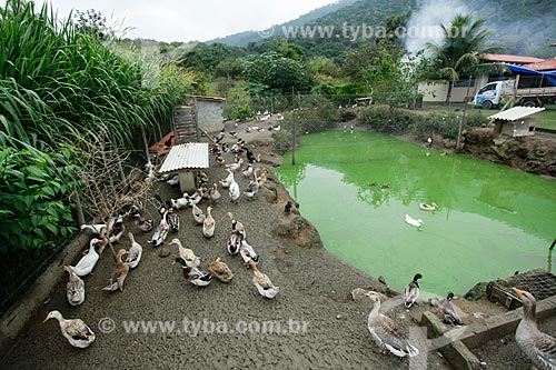  Ducks raising - Triunfo Farm  - Marica city - Rio de Janeiro state (RJ) - Brazil