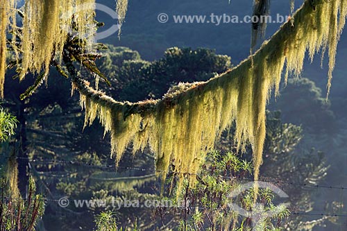  Detail of araucaria (Araucaria angustifolia) with spanish moss (Tillandsia usneoides)  - Urupema city - Santa Catarina state (SC) - Brazil