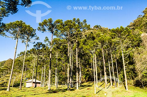  Araucarias (Araucaria angustifolia)  - Urubici city - Santa Catarina state (SC) - Brazil