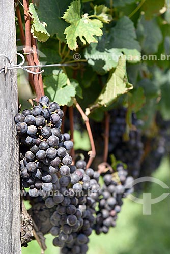  Detail of Merlot grape vinegar - planting format called espaldeira  - Bento Goncalves city - Rio Grande do Sul state (RS) - Brazil