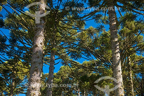  Forest with araucarias (Araucaria angustifolia) - Gaucha Mountain Range  - Canela city - Rio Grande do Sul state (RS) - Brazil