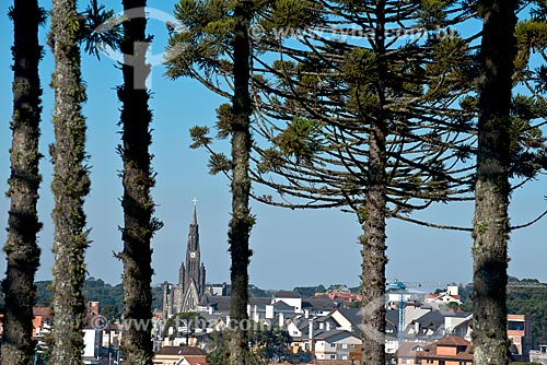  Forest with araucarias (Araucaria angustifolia) - Gaucha Mountain Range with the Our Lady of Lourdes Church - also know as Catedral de Pedra (Cathedral of Stone) - in the background  - Canela city - Rio Grande do Sul state (RS) - Brazil