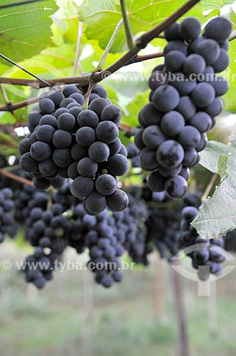  Detail of isabella grape vinegar - plantation format called trellis, also known as pergola  - Sao Francisco city - Sao Paulo state (SP) - Brazil