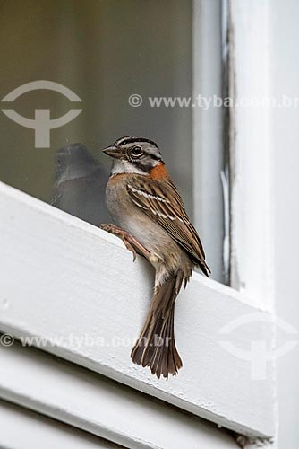  Detail of bird - Serrinha do Alambari Environmental Protection Area  - Resende city - Rio de Janeiro state (RJ) - Brazil