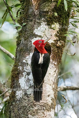  Detail of robust woodpecker (Campephilus robustus) - Serrinha do Alambari Environmental Protection Area  - Resende city - Rio de Janeiro state (RJ) - Brazil