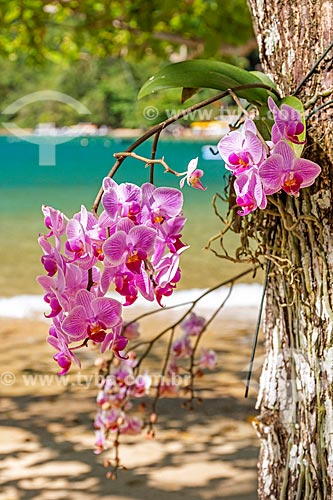  Detail o orchid - beach - Ilha Grande Bay  - Angra dos Reis city - Rio de Janeiro state (RJ) - Brazil