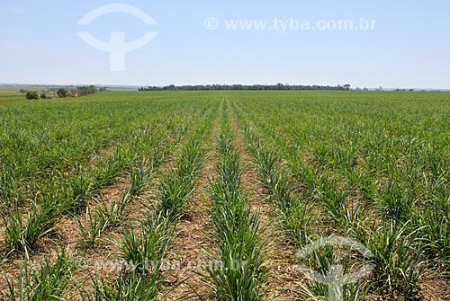  Sugarcane plantation  - Frutal city - Minas Gerais state (MG) - Brazil