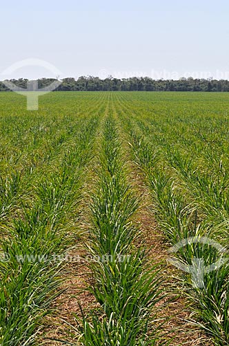  Sugarcane plantation  - Frutal city - Minas Gerais state (MG) - Brazil