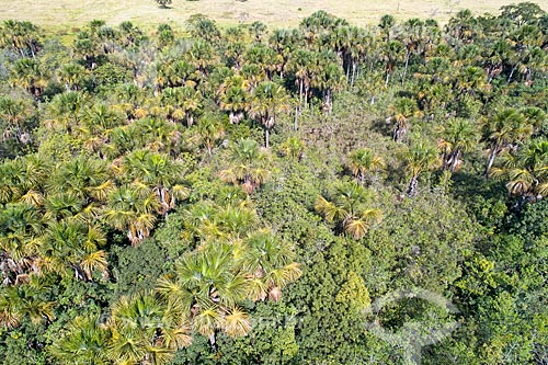  Picture taken with drone of the buritis (Mauritia flexuosa)  - Monte Alegre de Minas city - Minas Gerais state (MG) - Brazil