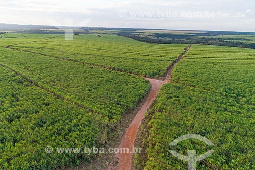  Picture taken with drone of the canavial  - Comendador Gomes city - Minas Gerais state (MG) - Brazil