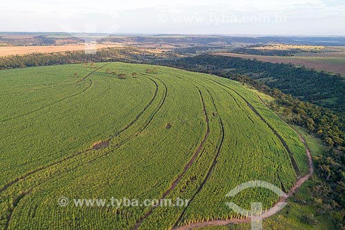  Picture taken with drone of the canavial  - Comendador Gomes city - Minas Gerais state (MG) - Brazil