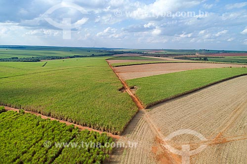  Picture taken with drone of the canavial  - Jaboticabal city - Sao Paulo state (SP) - Brazil