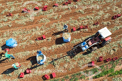  Picture taken with drone of the onion harvest  - Monte Alto city - Sao Paulo state (SP) - Brazil