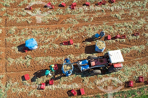  Picture taken with drone of the onion harvest  - Monte Alto city - Sao Paulo state (SP) - Brazil