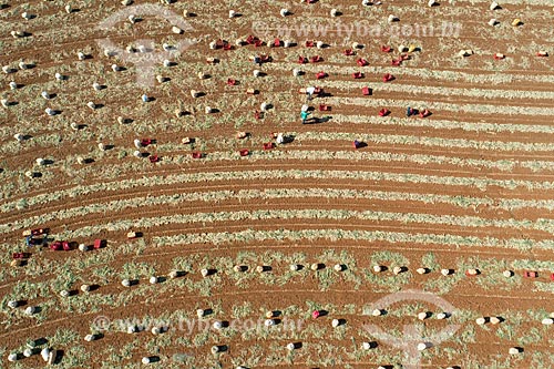  Picture taken with drone of the onion harvest  - Monte Alto city - Sao Paulo state (SP) - Brazil