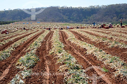  View of onion (Allium cepa) plantation  - Monte Alto city - Sao Paulo state (SP) - Brazil