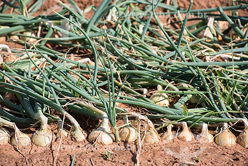  Detail of onion (Allium cepa) plantation  - Monte Alto city - Sao Paulo state (SP) - Brazil