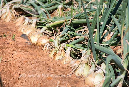  Detail of onion (Allium cepa) plantation  - Monte Alto city - Sao Paulo state (SP) - Brazil