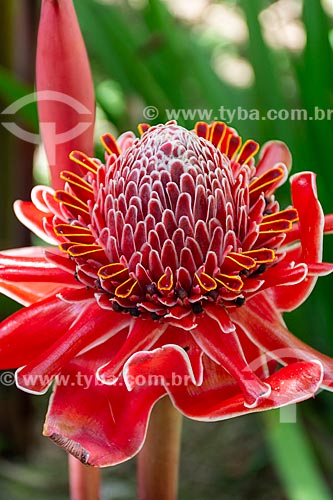  Detail of torch ginger (Etlingera elatior) - Serrinha do Alambari Environmental Protection Area  - Resende city - Rio de Janeiro state (RJ) - Brazil