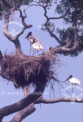  Jabirus (Jabiru mycteria) in nest - 80s  - Mato Grosso state (MT) - Brazil