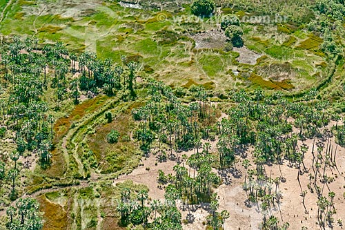  Picture taken with drone of the typical vegetation of restinga - Parnaiba Delta  - Ilha Grande city - Piaui state (PI) - Brazil