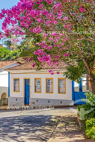  Detail of pink ipe tree (Tabebuia heptaphylla) with historic house in the background  - Guarani city - Minas Gerais state (MG) - Brazil