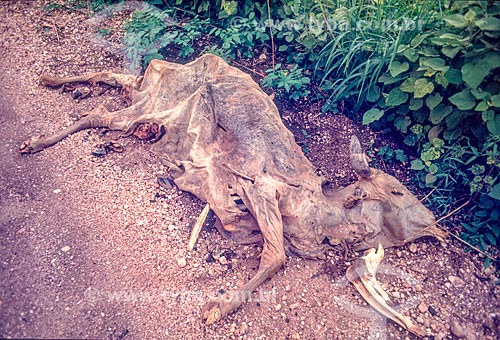  Livestock dead by drought - 90s  - Mato Grosso state (MT) - Brazil