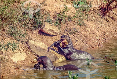  Detail of herd of giant otter (Pteronura brasiliensis) - Pantanal - 90s  - Mato Grosso state (MT) - Brazil