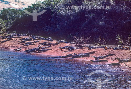  Group of yacare caiman (caiman crocodilus yacare) - Pantanal - 90s  - Mato Grosso state (MT) - Brazil