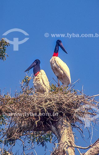  Detail of jabirus (Jabiru mycteria) - nest - Pantanal - 2000s  - Mato Grosso state (MT) - Brazil