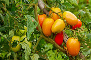  Tomato Plantation  - Guarani city - Minas Gerais state (MG) - Brazil