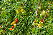  Tomato Plantation  - Guarani city - Minas Gerais state (MG) - Brazil
