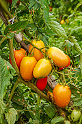  Tomato Plantation  - Guarani city - Minas Gerais state (MG) - Brazil