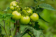  Tomato Plantation  - Guarani city - Minas Gerais state (MG) - Brazil