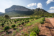  Coffee Plantation with rock formation in the background  - Ibicoara city - Bahia state (BA) - Brazil