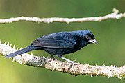  Detail of Ruby-crowned Tanager (Tachyphonus coronatus) - Serrinha do Alambari Environmental Protection Area  - Resende city - Rio de Janeiro state (RJ) - Brazil