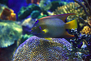  Detail of fish - AquaRio - marine aquarium of the city of Rio de Janeiro  - Rio de Janeiro city - Rio de Janeiro state (RJ) - Brazil