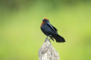 Detail of Chestnut-capped Blackbird (Chrysomus ruficapillus) - Serrinha do Alambari Environmental Protection Area - Resende city - Rio de Janeiro state (RJ) - Brazil