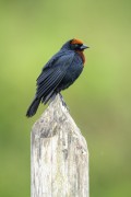 Detail of Chestnut-capped Blackbird (Chrysomus ruficapillus) - Serrinha do Alambari Environmental Protection Area - Resende city - Rio de Janeiro state (RJ) - Brazil