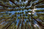 Eucalyptus plantation  - Guarani city - Minas Gerais state (MG) - Brazil