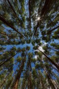 Eucalyptus plantation  - Guarani city - Minas Gerais state (MG) - Brazil