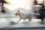 Dog running on Copacabana Beach boardwalk - Rio de Janeiro city - Rio de Janeiro state (RJ) - Brazil