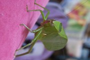 Tettigoniidae - Insect - Rio de Janeiro city - Rio de Janeiro state (RJ) - Brazil