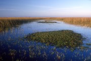 Taim Bogs - Taim Ecological Station - permanently or temporarily flooded areas - Rio Grande city - Rio Grande do Sul state (RS) - Brazil