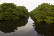 Mangrove on the Espirito Santo coast - Sao Mateus city - Espirito Santo state (ES) - Brazil