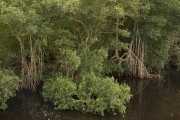 Mangrove on the Espirito Santo coast - Sao Mateus city - Espirito Santo state (ES) - Brazil