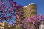 Ipe-rosa (Tabebuia heptaphylla) and the facade of Niemeyer Building (1955) - Liberdade Square (Liberty Square) - Belo Horizonte city - Minas Gerais state (MG) - Brazil
